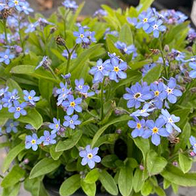 Myosotis sylvatica 'Mon Amie Blue'