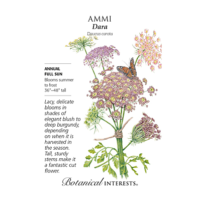 Seeds - BI Ammi Dara