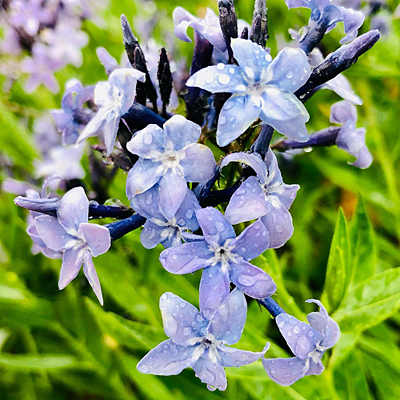 Amsonia t. 'Blue Ice'