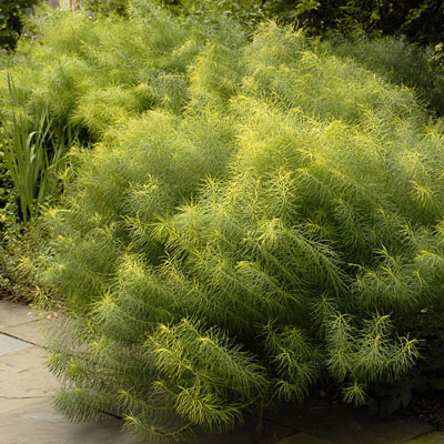 Amsonia hubrectii