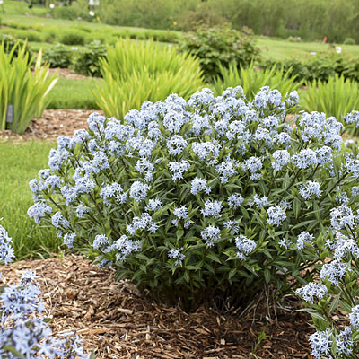 Amsonia t. 'Starstruck'