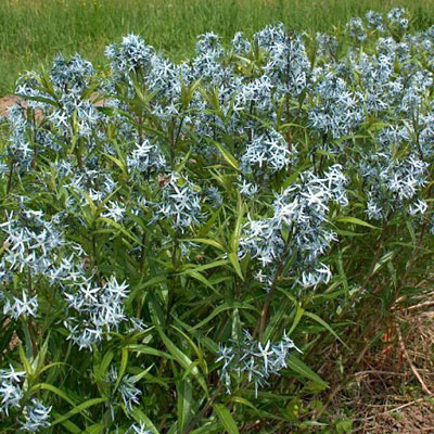 Amsonia tabernaemontana