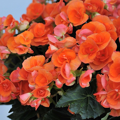 Begonia Amstel Batik Rieger Begonia Estabrook S