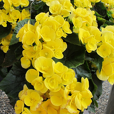 Begonia Amstel Blitz Rieger Begonia Estabrook S