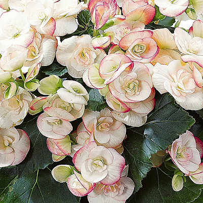 Begonia Amstel Camilla Rieger Begonia Estabrook S