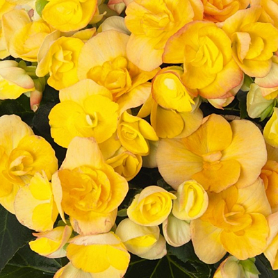 Begonia Amstel Eva Rieger Begonia Estabrook S