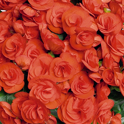 Begonia Amstel Veronica Rieger Begonia Estabrook S