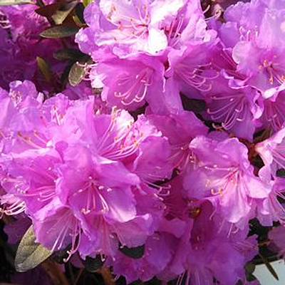 Rhododendron 'Amy Cotta'