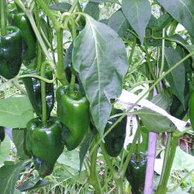 Pepper 'Ancho Poblano'