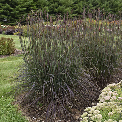 Andropogon g. 'Blackhawks'