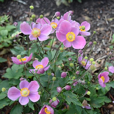 Anemone x japonica 'Cinderella'