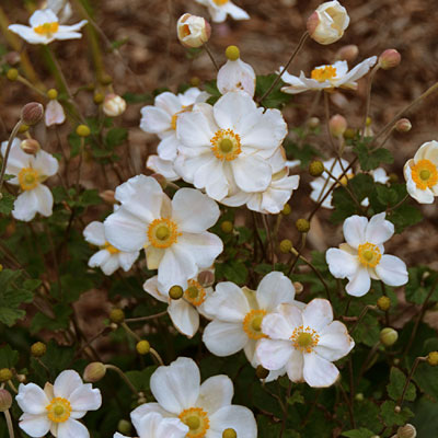 Anemone x japonica 'Honorine Jobert'