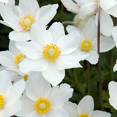 Anemone x 'Madonna'