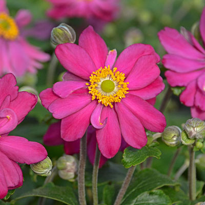 Anemone x japonica 'Pamina'