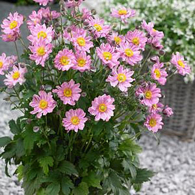 Anemone x japonica 'Pocahontas'