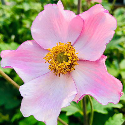 Anemone vitifolia 'Robustissima'