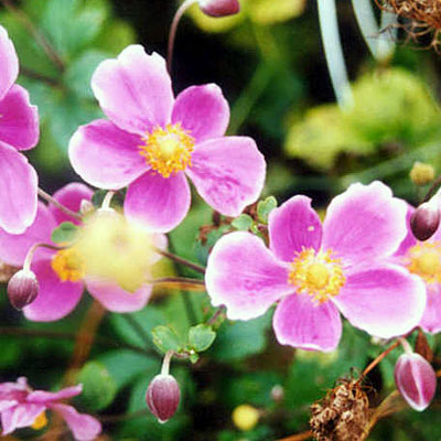 Anemone h. var. 'September Charm'