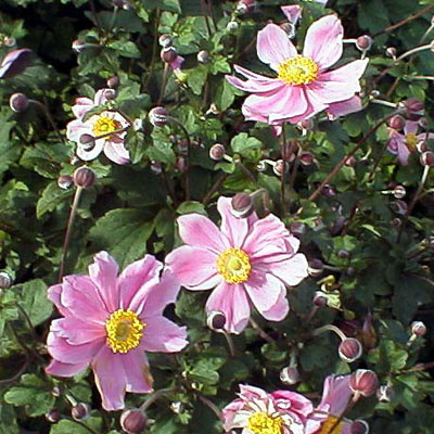 Anemone x japonica 'Serenade'