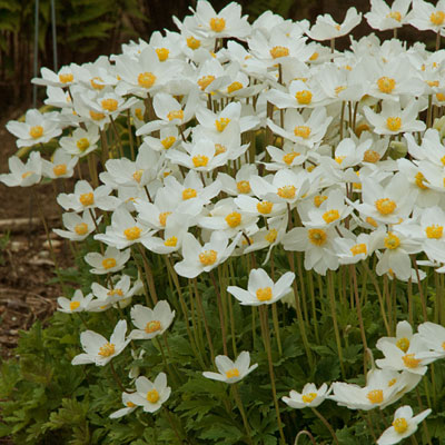 Anemone sylvestris