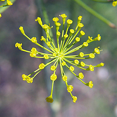Dill