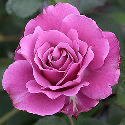 Rosa 'Angel Face'