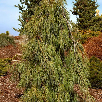 Pinus st. 'Angel Falls'