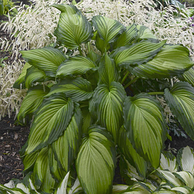 Hosta 'Angel Falls'