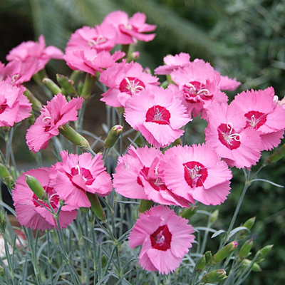 Dianthus x 'Angel of Hope'