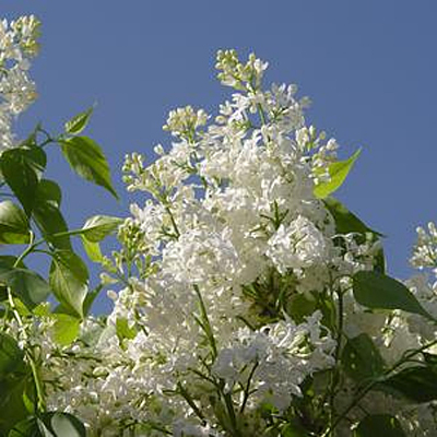 Syringa x h. 'Angel White'