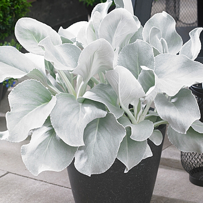 Senecio 'Angel Wings'