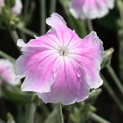 Lychnis coron. 'Angel's Blush'