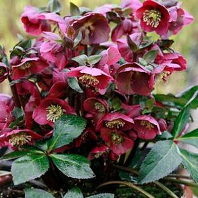 Helleborus x 'Frostkiss Anna's Red'