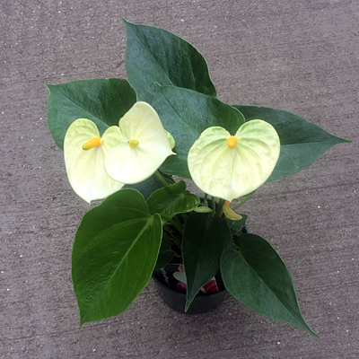 Anthurium 'Vanilla'