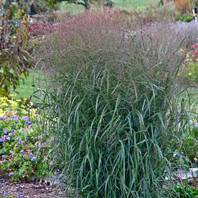 Panicum v. 'Prairie Winds Apache Rose'