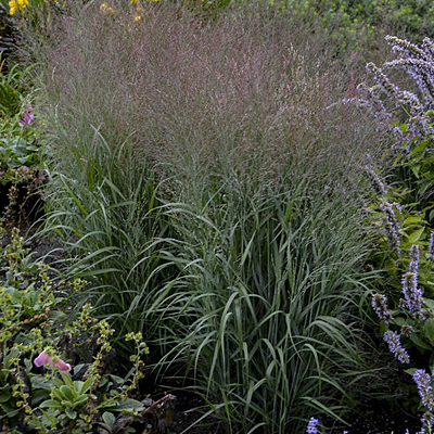 Panicum v. 'Apache Rose'