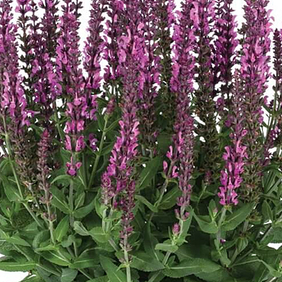 Salvia n. 'Apex Pink'