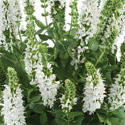 Salvia n. 'Apex White'