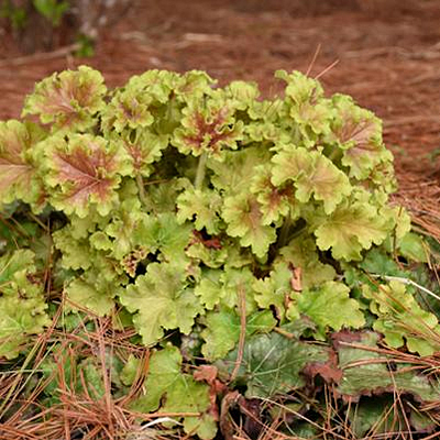 Heuchera x 'Dolce Apple Twist'