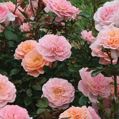 Rosa 'Drift Apricot'