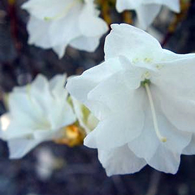 Rhododendron 'April Snow'