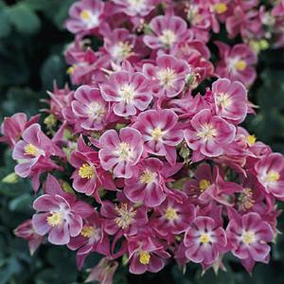 Aquilegia v. 'Perserverance'
