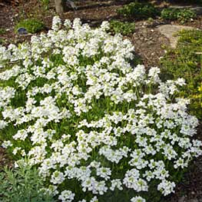 Arabis sturii