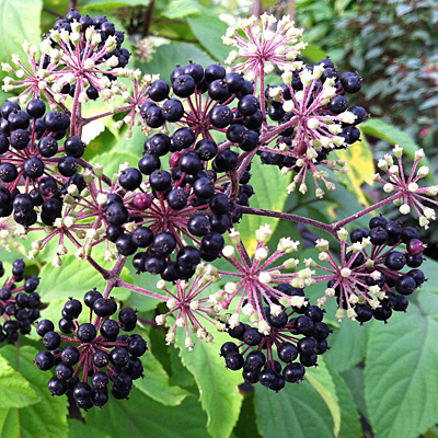 Aralia cordata 'Gotemba'