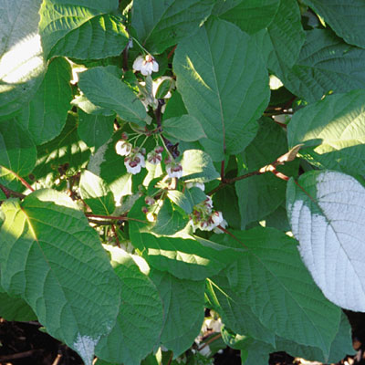 Actinidia