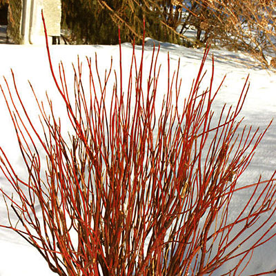 Cornus stol. 'Arctic Fire'