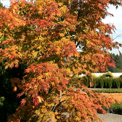 Acer x pseudo. 'Arctic Jade'