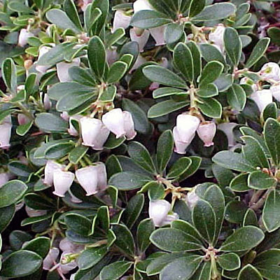 Arctostaphylos u.u. 'Massachusetts'