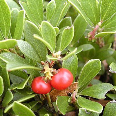 Arctostaphylos uva-ursi