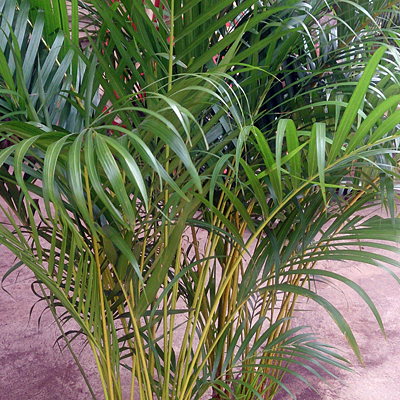 Areca