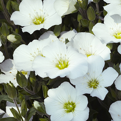 Arenaria montana 'Blizzard'